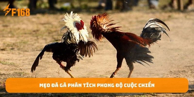 meo-da-ga-phan-tich-phong-do-cuoc-chien